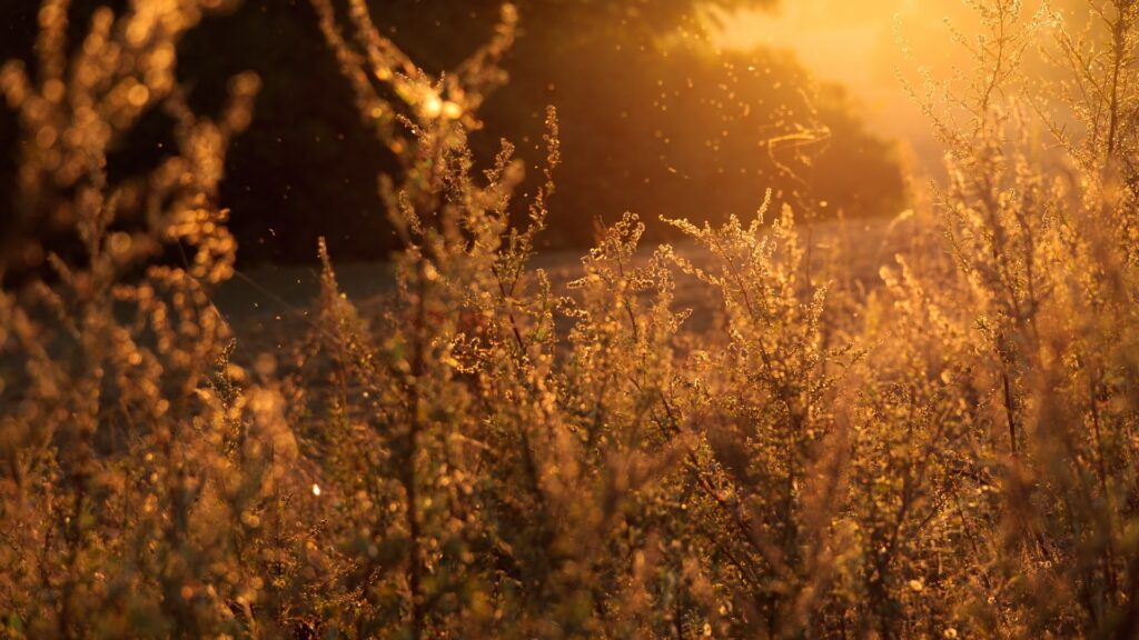 Plants blowing in the wind