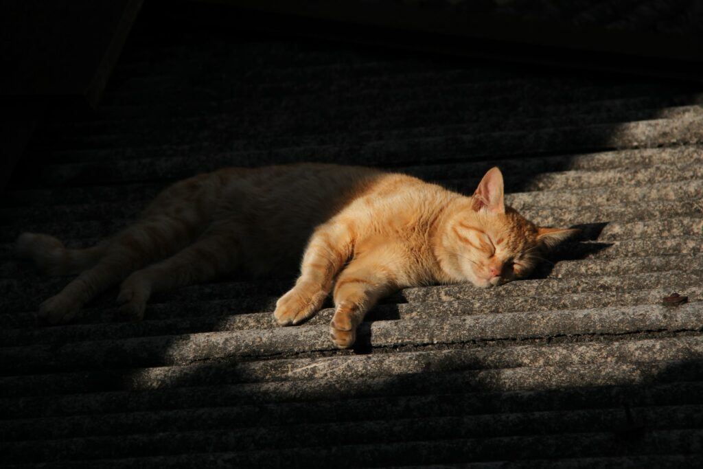 A cat asleep on the floor.