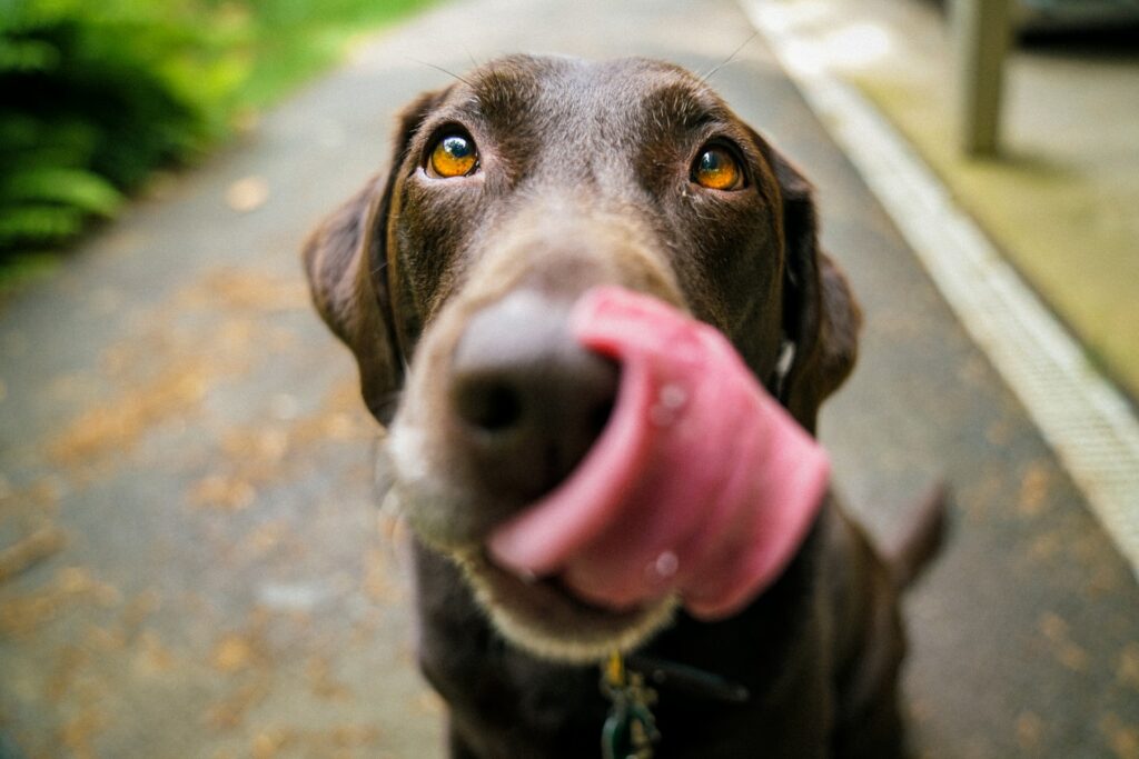 Brown labrador licking lips