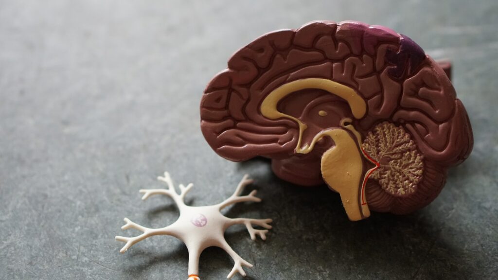 Brain and nervous system