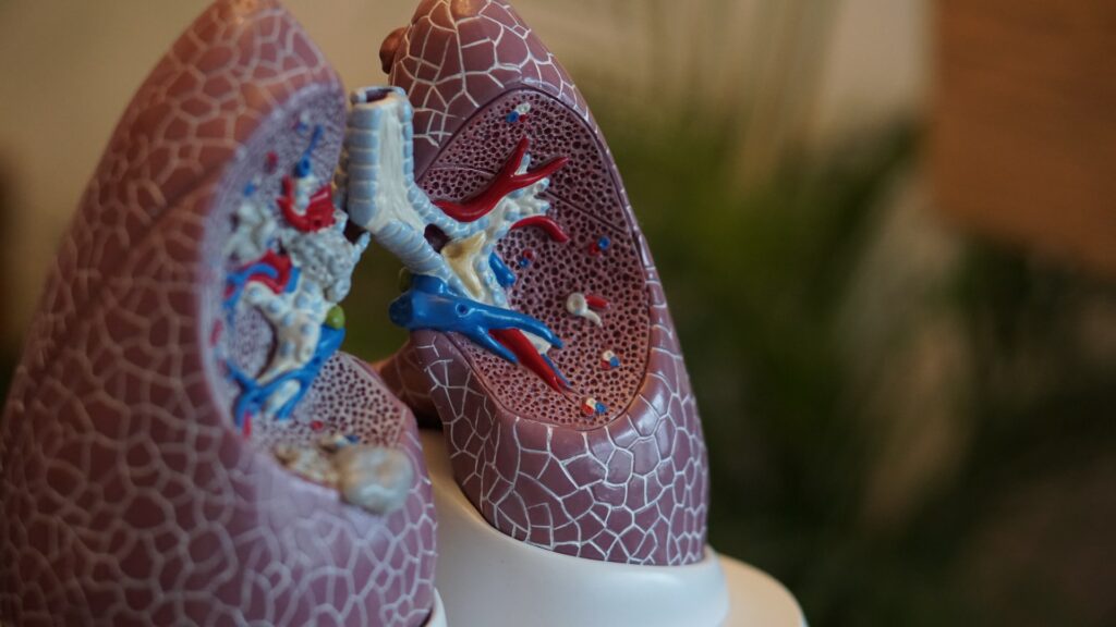 Depiction of human lungs