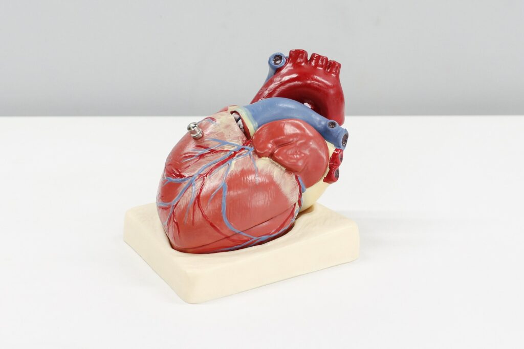 Human heart display